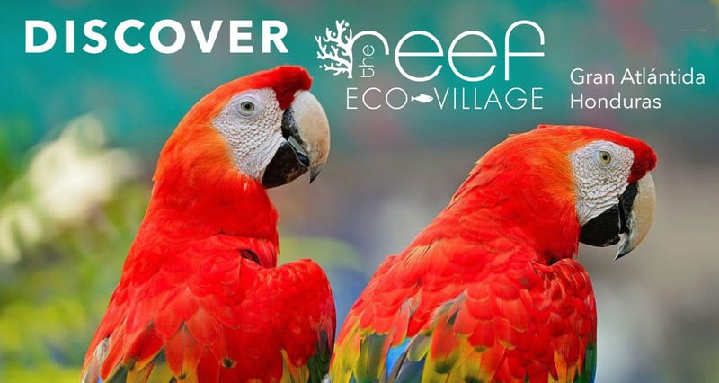 Discover_Honduras_Macaw_Header