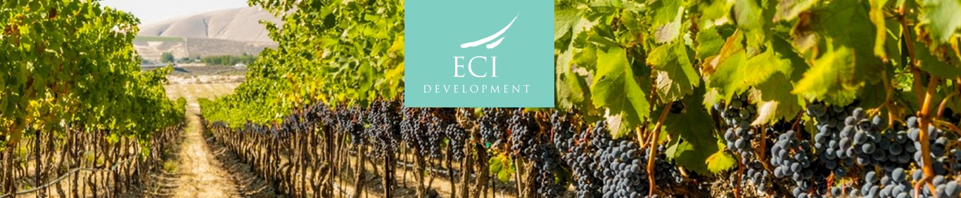 ECI-Argentina-Vineyard