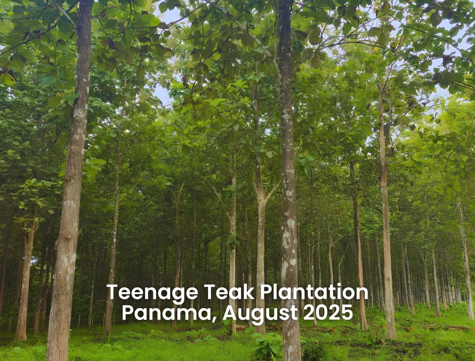 Teak Plantation August 2025