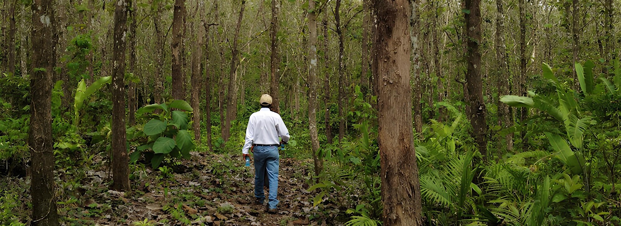 Teak_Hardwoods_Plantation_2013_2_crop