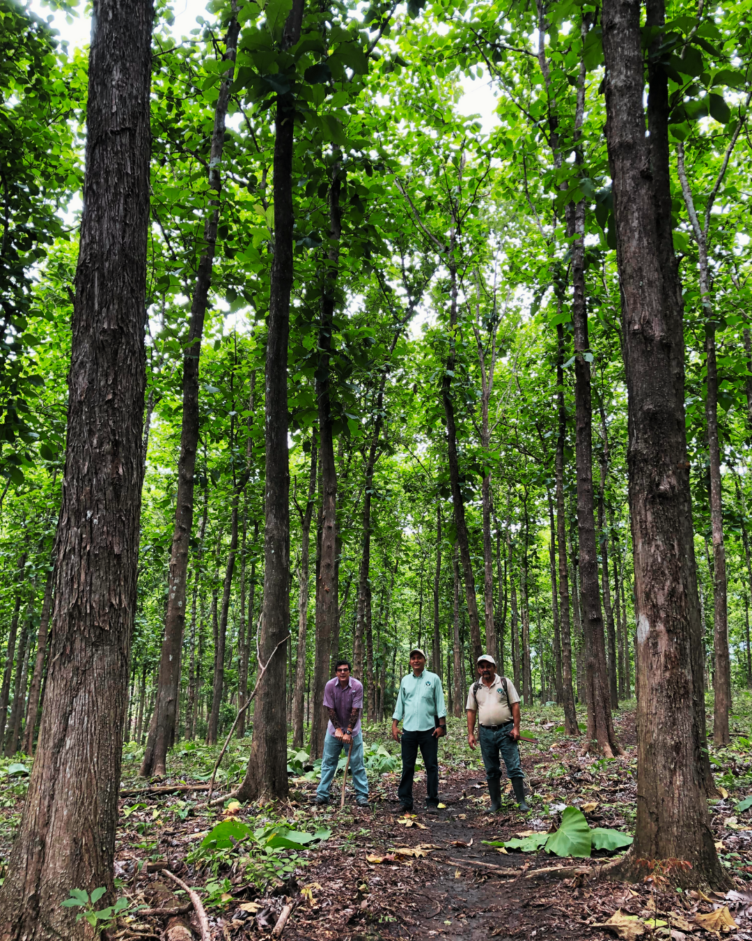 Teak Tall photo Teak Tall photo